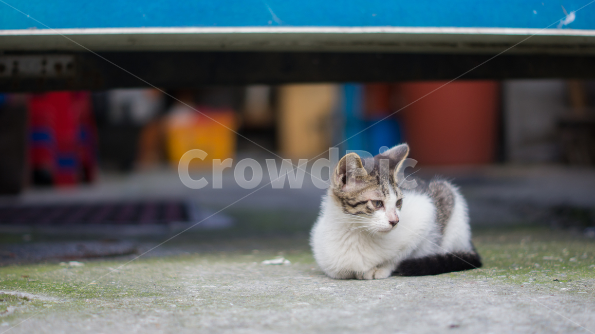 고양이,길고양이,고양이새끼,새끼고양이,포유류,동물,반려동물,애완동물,cat,pet,animal,mammal,kitten,kitty,동물,animal,포유류,mammal,고양이,cat,kitten,kitty