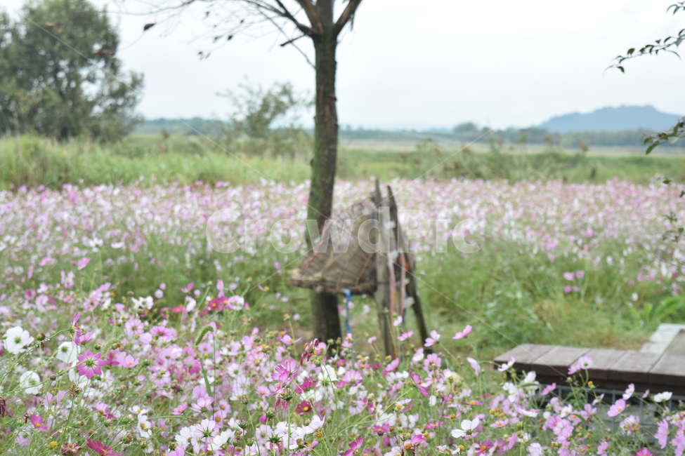 지게,코스모스,plant,시골,풍경