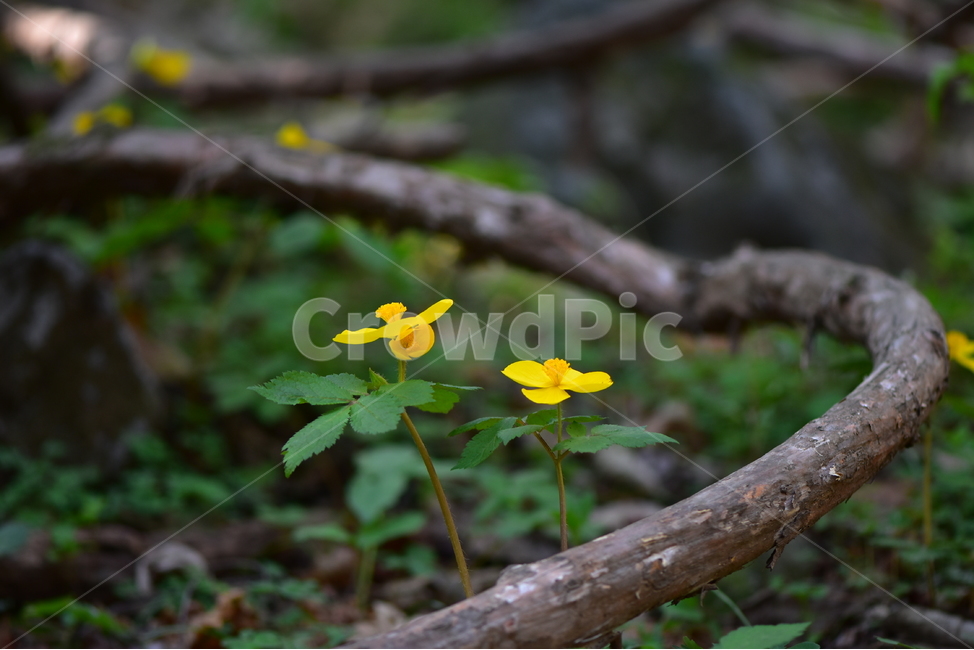 피나물,야생화,꽃,생태,식물,자연,산꽃,봄,감성,힐링,플라워,계절,시즌,wild,Flower,plants,nature,spring,season,식물,자연,plants,nature,꽃,flower