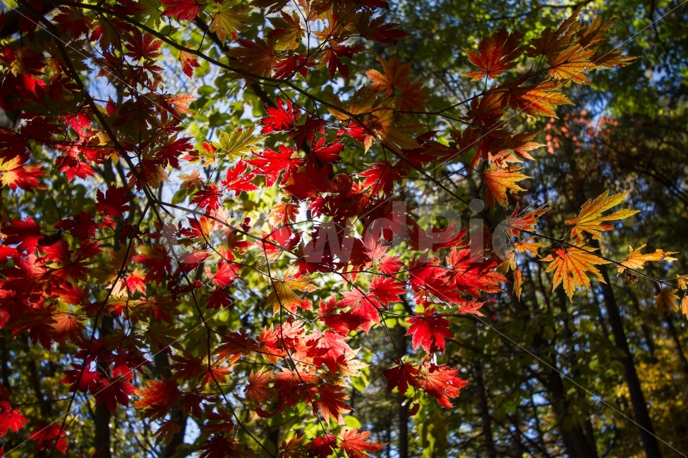 가을,단풍,알록달록,하동,삼성궁,가을,계절,fall,autumn,season,식물,자연,plants,nature,leaf,잎,plant,tree,나무
