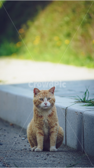 고양이,길고양이,cat,동물,animal,mammal,kitten,pet,kitty,꽃냥이,냥이