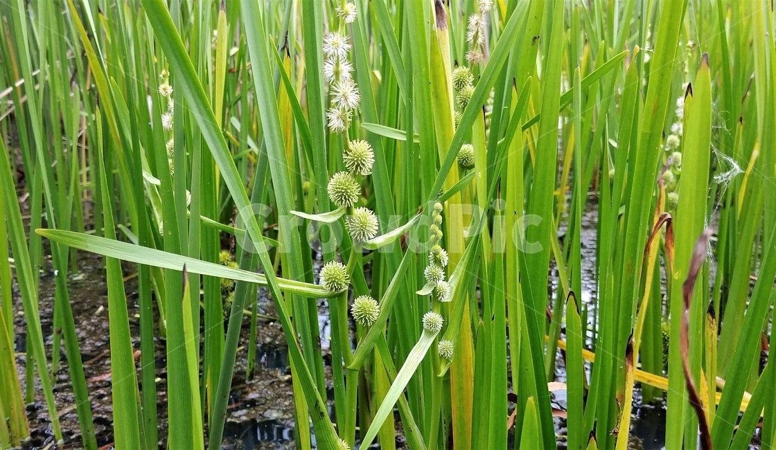 흑삼릉,삼릉,희귀식물,습지식물,물풀,보호종,식물,자연,plants,nature,꽃,flower