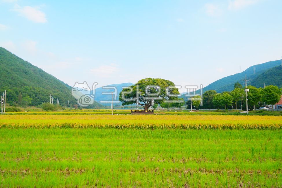 버드나무,느티나무,들녘,들판,자연풍경,노거수,농촌풍경,편안한,목가적인