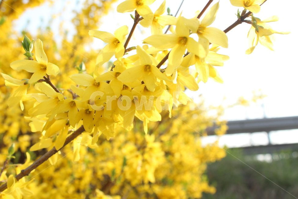 개나리,노란꽃,야생화,꽃,꽃밭,꽃배경,봄배경,풍경,봄풍경,봄,계절,spring,season,식물,자연,plants,nature,꽃,flower,plant,blossom