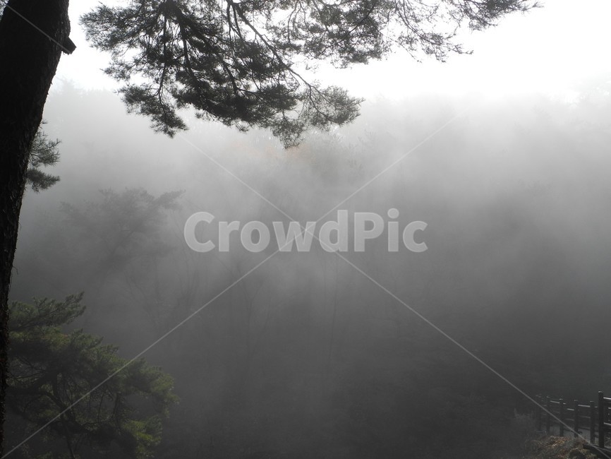 안개낀산,산안개,소나무,햇볕,아침햇살,nature,자연,weather,날씨,북한산,비,비오는날,rain,rainy