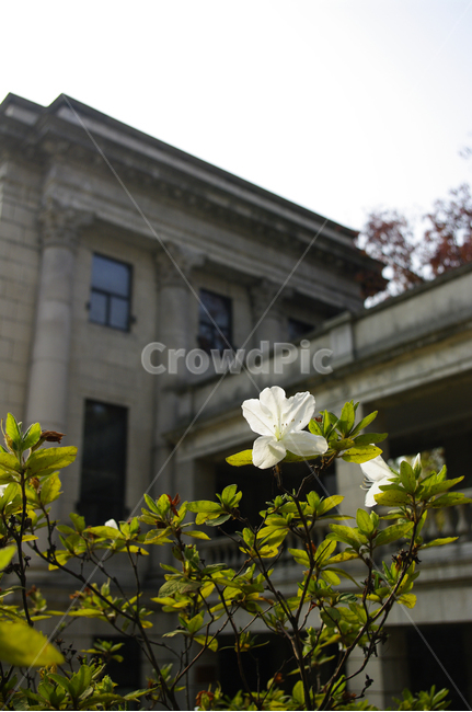 석조건물,건축,식물,plant,자연,nature,꽃,flower,식물,자연,plants,nature,꽃,flower,건축물,건물외관,exterior,building,structure,architecture,construction