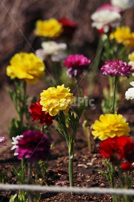flower,blossom,plant,식물,꽃