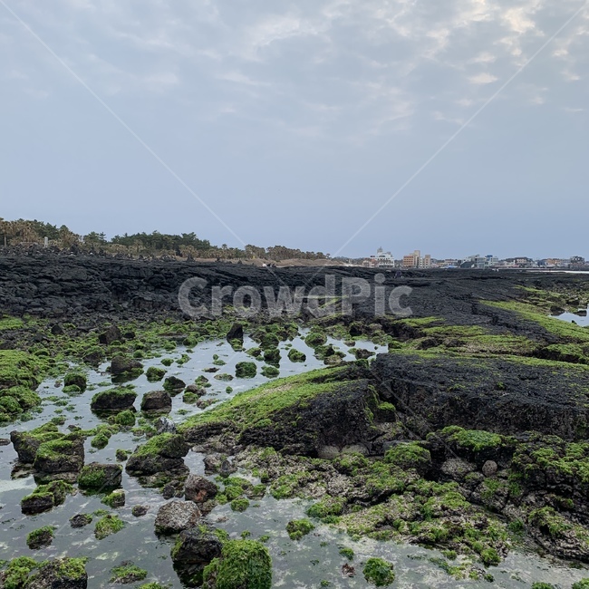 협재해수욕장,이끼,돌바닥,해조류,현무암