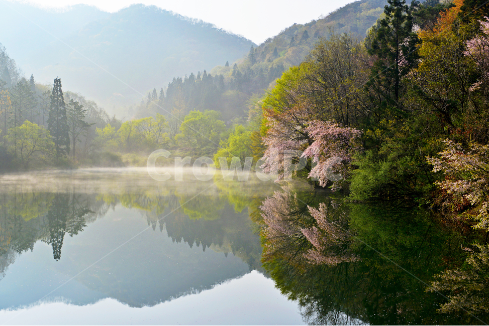 전남,화순,세량지,세량제,저수지,벚꽃,산벚꽃,봄,계절,반영,물안개,여명,아침,nature,자연,outdoors,옥외,water,물,plant,식물,fir,전나무,tree,나무,weather,날씨,경치,경관,풍경