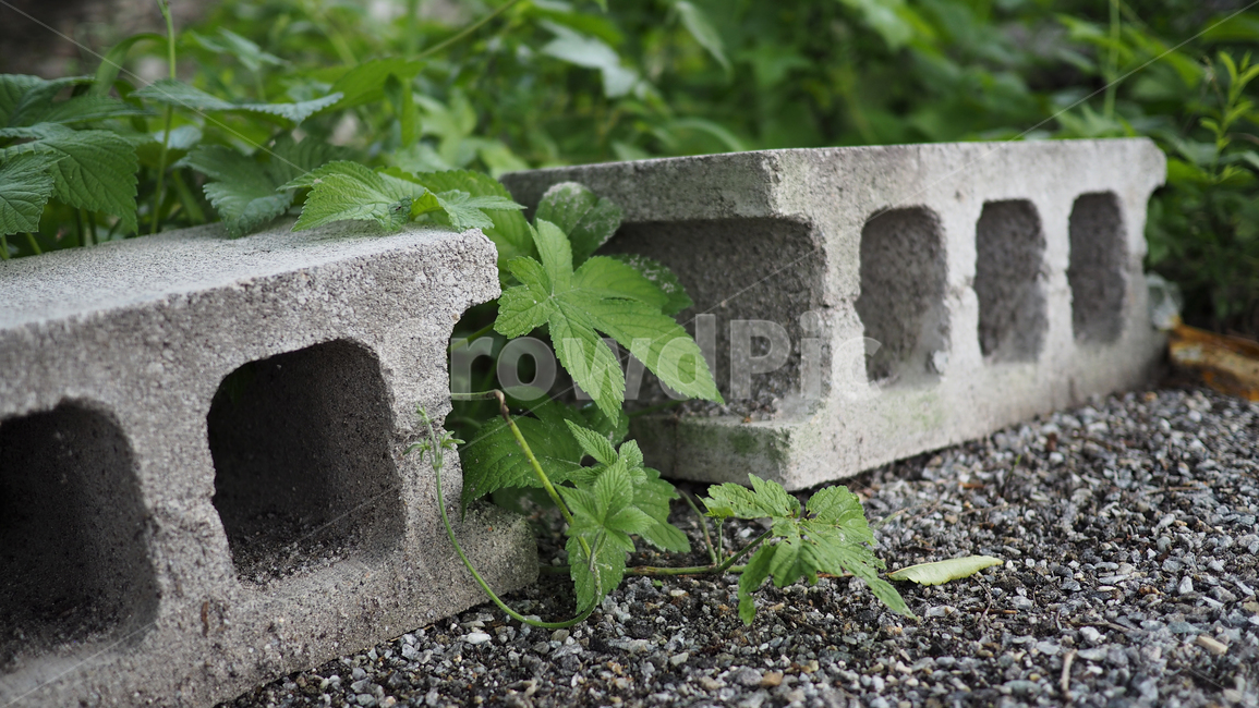 시멘트블럭,식물,도로,plant,그린