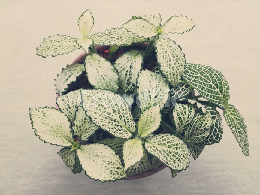 식물,초록,화분,히포에스테스,잎,식물,자연,plants,nature,실내용화초,화분,화초,house plant,인테리어,실내디자인,interior design