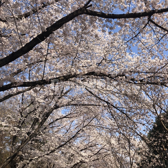 꽃,벚꽃,나무,하늘,낮,여의도,봄