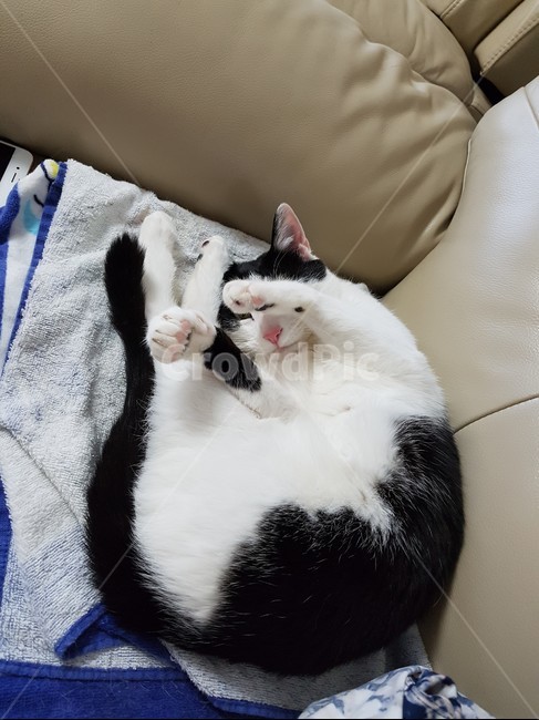 고양이,검정,흰색,검은색꼬리,핑크색코,발톱,동물,animal,포유류,mammal,고양이,cat,kitten,kitty