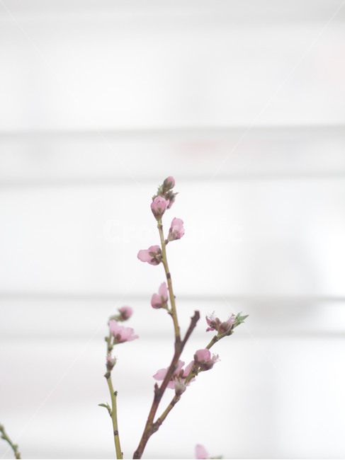 복사꽃,복숭아꽃,봄꽃,꽃,flower,꽃몽우리