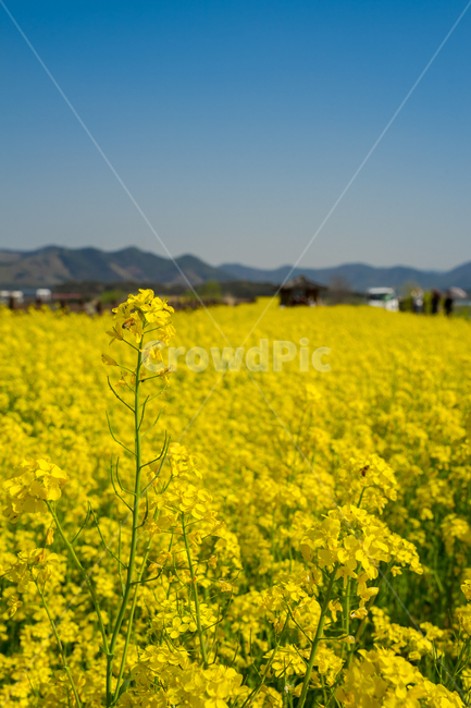 유채,봄,봄꽃,꽃,노랑,근접,풍경,자연,봄,계절,spring,season,식물,자연,plants,nature,꽃,flower,outdoors,옥외,grassland,목초지,field,들