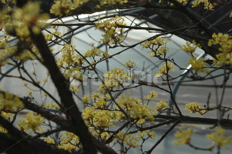 산수유,산수유나무,산수유꽃,산수유축제,축제,노란꽃,식물,자연,plants,nature,꽃,flower
