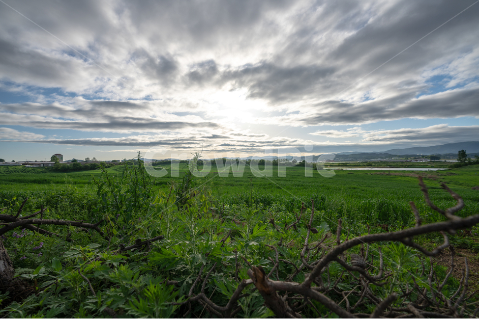 맑음,하늘,햇살,구름,풀,식물,나무,tree,plant,sunshine,sky,cloud,자연,풍경,nature,landscape,outdoors,옥외,grassland,목초지,field,들