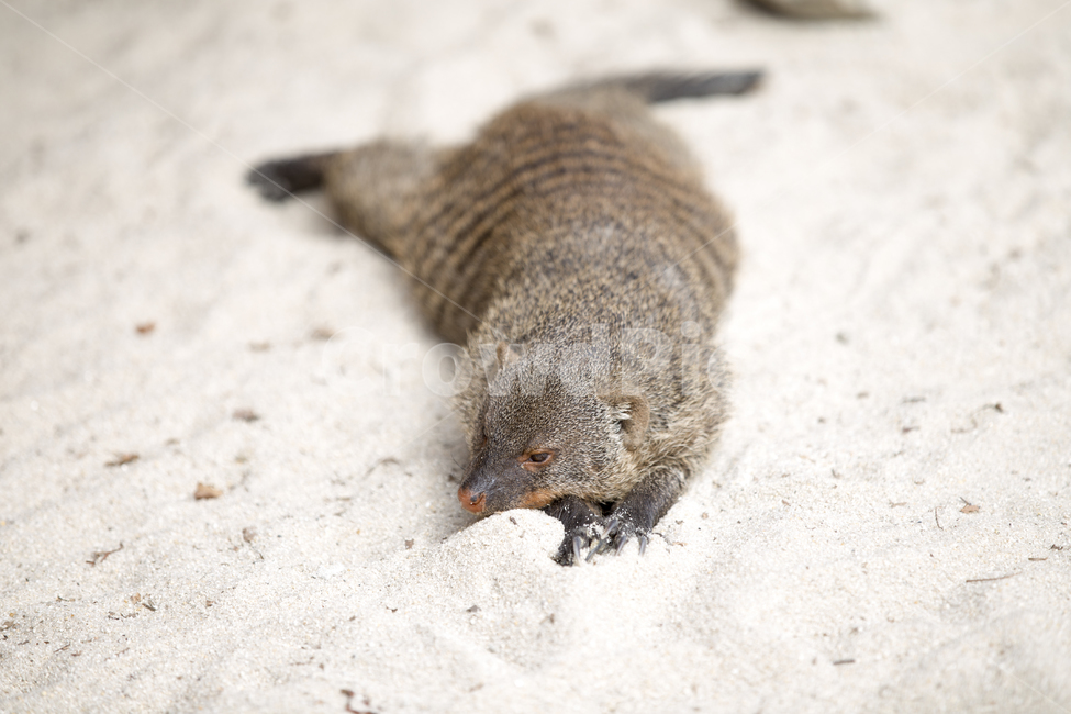 줄무늬몽구스,동물,애니멀,bandedmongoose,모래,휴식,지침,animal,rest,동물,animal,포유류,mammal