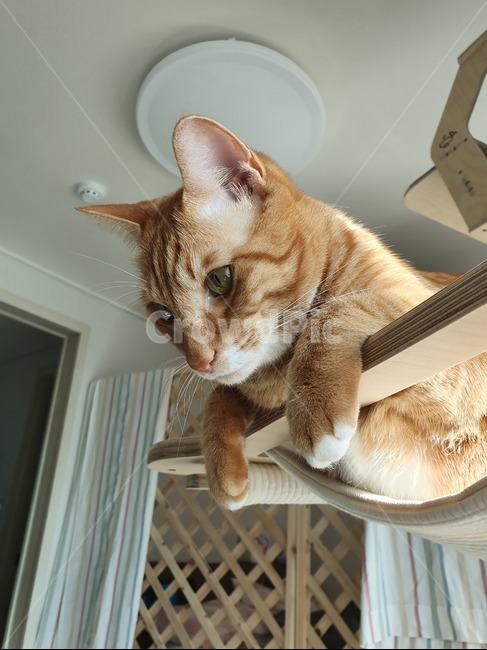 고양이,낮잠,휴식,cat,반려묘,광합성,animal,포유류,mammal,pet,애완동물
