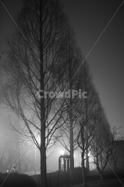 야경,nightview,나무,밤거리,street,흑백,모노톤,식물,자연,plants,nature,나무,trees,wood,흑백,모노톤,monochrome,black and white