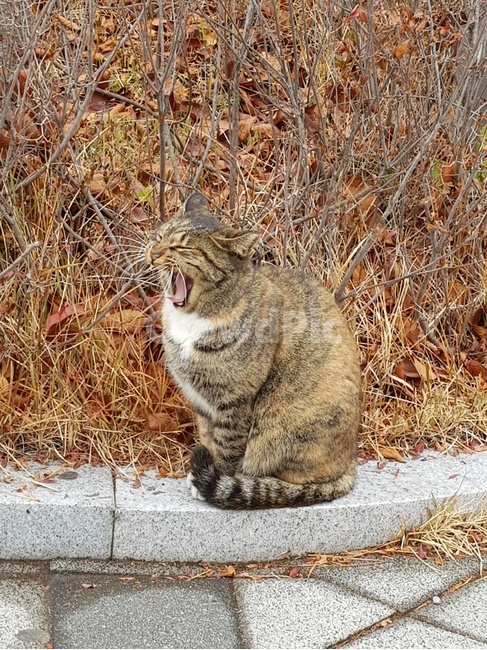 고양이,하품,고양이하품,길고양이,길냥이,풍경,동물,야생동물,동물,animal,포유류,mammal,고양이,cat,kitten,kitty