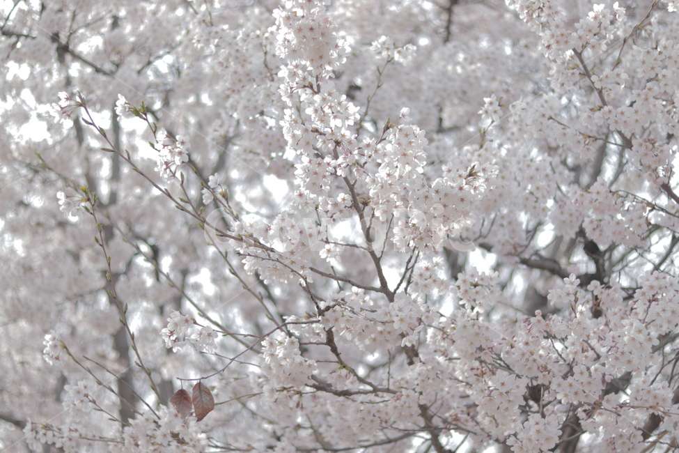 봄,벚꽃,꽃,나무,왕벚꽃,봄,계절,spring,season,식물,자연,plants,nature,꽃,flower,나무,trees,wood,plant,blossom,cherry blossom