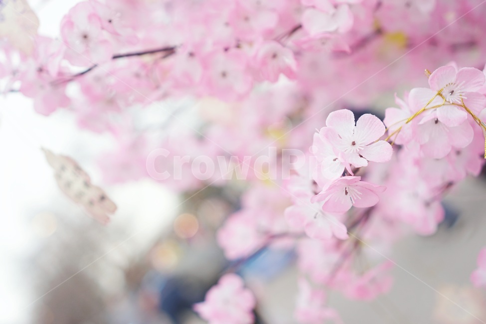 벚꽃,봄,감성,빈티지,봄이미지,풍경,자연,파스텔,사쿠라,벚꽃축제,flowers,계절,분홍,분홍색,pink,감성사진,나들이,봄나들이,벚꽃구경,아웃포커싱,spring,식물,아름다운,꽃축제,배경,바탕,연분홍색,핑크색,우아한,beautiful,예쁜,화려한,가든,정원,garden,season,plants,nature,꽃,힐링,healing,배경흐림,휴식,사람없음,따뜻한