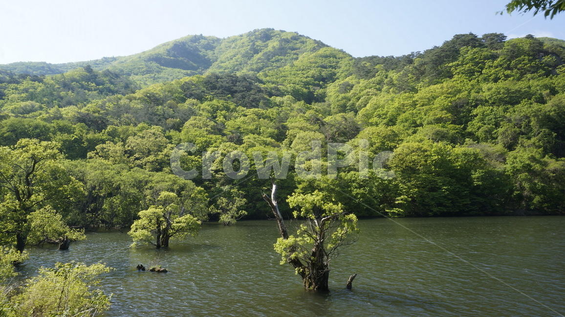 nature,자연,water,물,연못,나무
