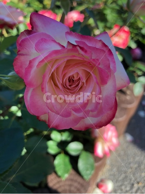 장미,오월,꽃,장미축제,장미꽃사진,식물,자연,plants,nature,꽃,flower