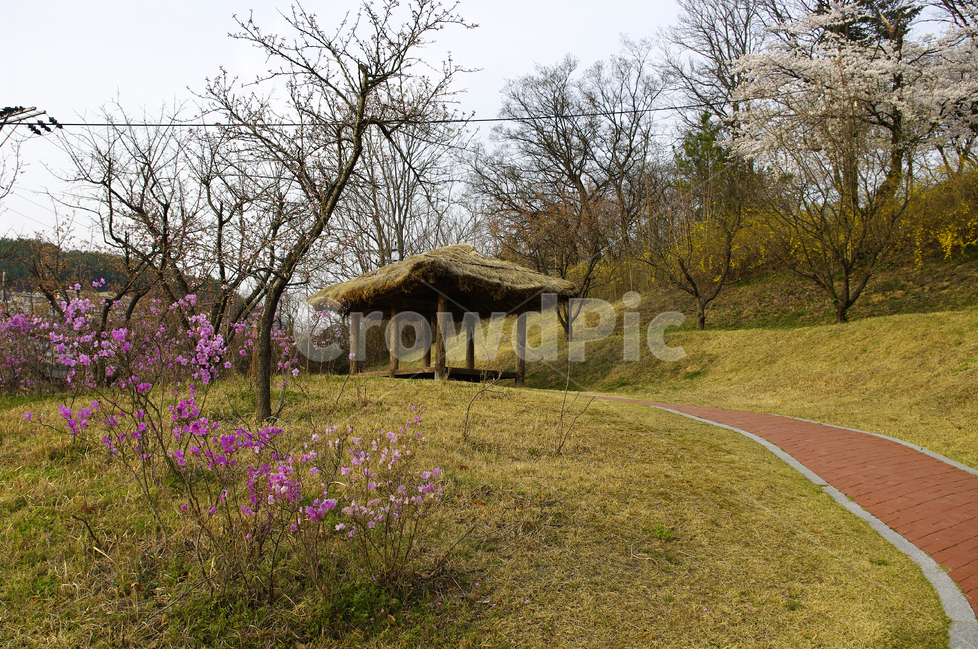 식물,flower,꽃,초가지붕,길,진달래,봄,계절,spring,season,자연,풍경,nature,landscape,한국자연풍경,한국자연경관,korea nature landscape,outdoors,옥외