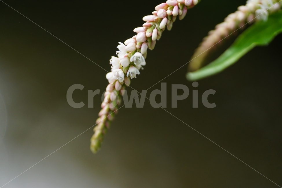 여뀌,야생화,자연,식물,꽃,꽃사진,플라워,nature,plant,plants,flower,flowers,Persicariahydropiper,Waterpepper,9월,가을꽃,가을,autumn,fall,계절,season,September,감성,감성사진,힐링,힐링사진,느낌,분위기,feel,feeling,한국,korea,한국자연,한국꽃,한국야생화,야생식물,접사,macro,풍경,landscape,snap,snpshot,스냅,스냅사진,스넵,스넵사진,경치,식물,자연,plants,nature,꽃,flower