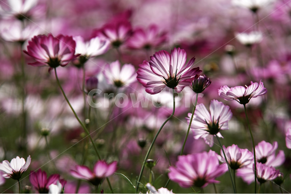 코스모스,꽃,식물,가을,계절,감성,자연,가을,계절,fall,autumn,season,식물,자연,plants,nature,꽃,flower,blossom,geranium,제라늄,plant