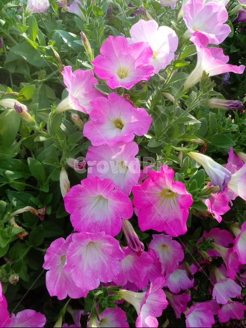 페튜니아,꽃,식물,flower,plant,commongardenpetunia,가지과,한해살이풀,식물,자연,plants,nature,꽃,flower