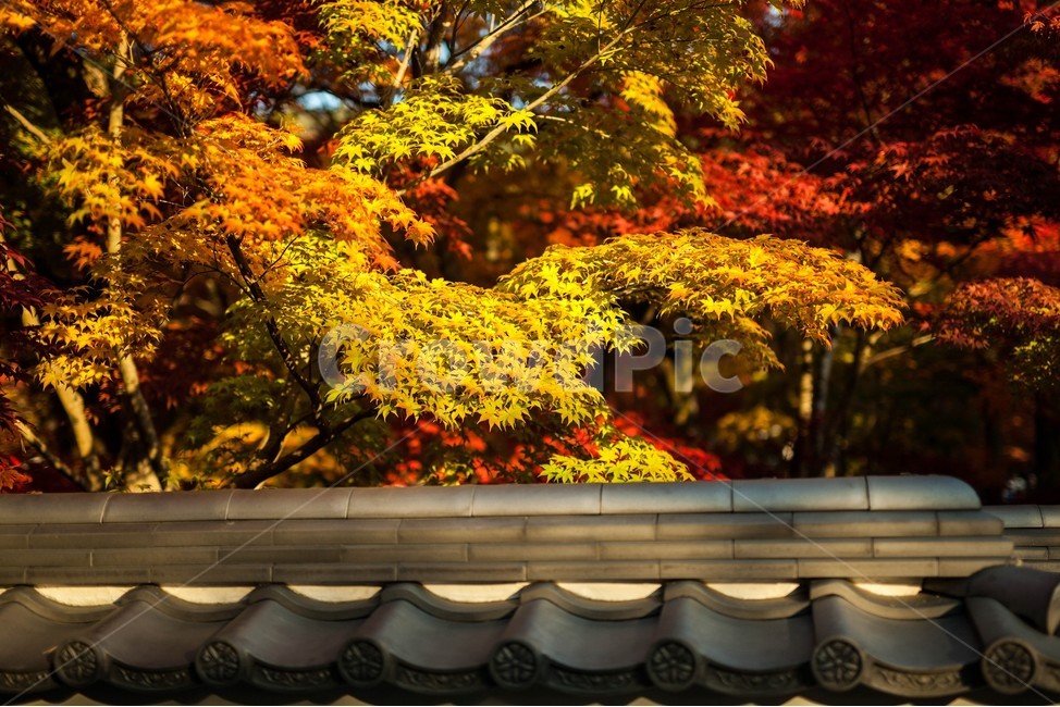가을,단풍,일본,기와,교토,에이칸도,禅林寺,eikando,가을,계절,fall,autumn,season,건축물,건물외관,exterior,building,structure,architecture,construction,tree,나무,plant,식물,leaf,잎
