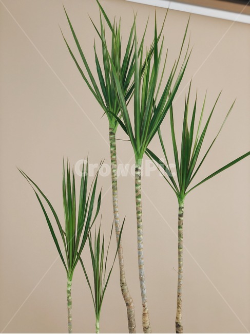 나무,풀,초록,식물,tree,장식,식물,자연,plants,nature