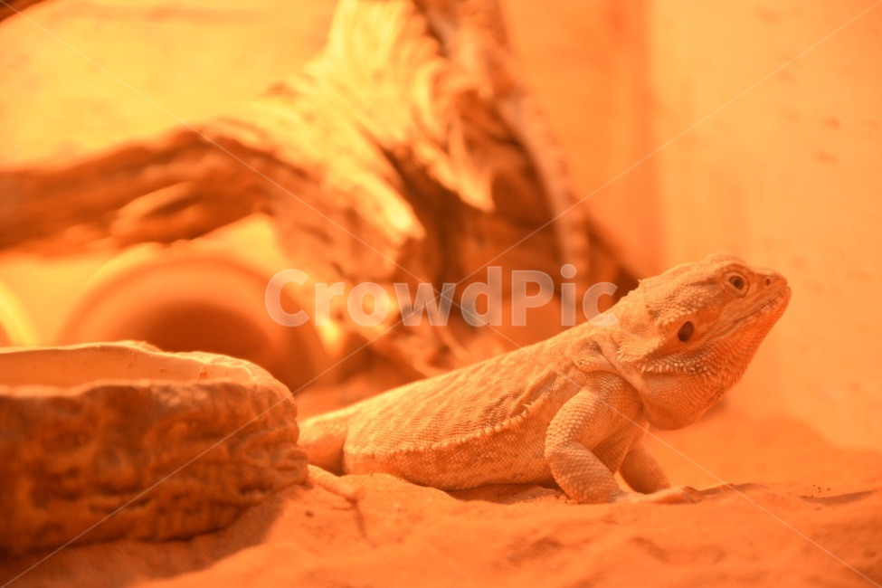 Bearded Dragon,snake,reptile,lizard,bearded lizard