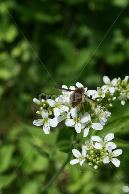 빌로오도재니등에,재니등에과,곤충,등에류,동물,자연,식물,자연,plants,nature,꽃,flower