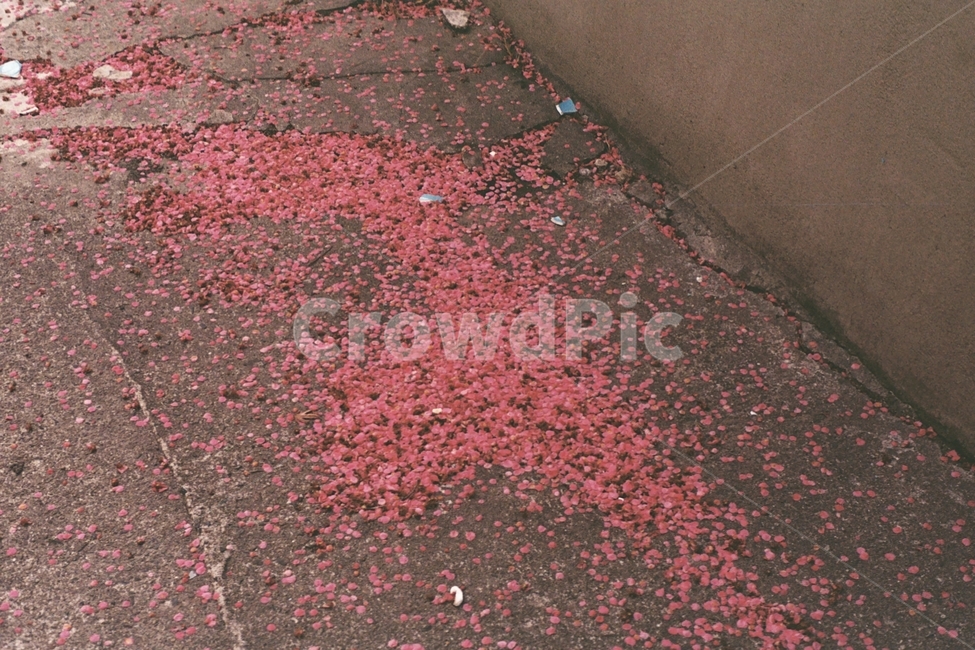 꽃잎,떨어진꽃잎,분홍꽃,꽃,꽃길,flower,pink,봄,계절,spring,season,leaf,잎,plant,식물,tree,나무