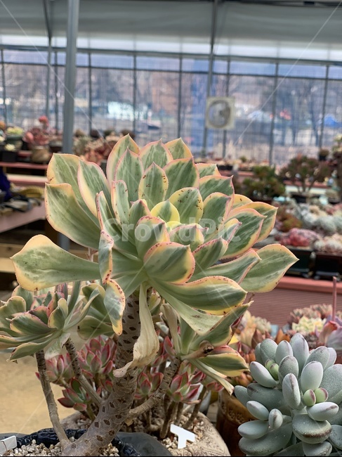 다육,식물,다육이,화분,농장,식물,자연,plants,nature