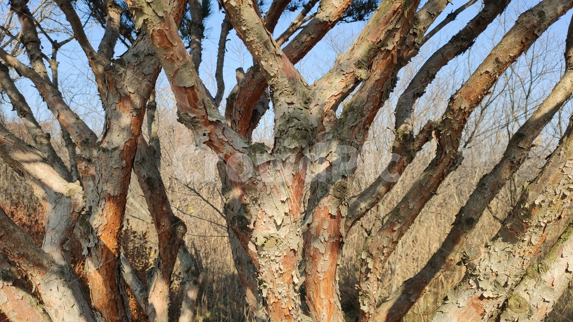 소나무가지,plnebranches,정원수,tree,나무,treetrunk,나무줄기,plant,식물,식물,자연,plants,nature,나무,trees,wood