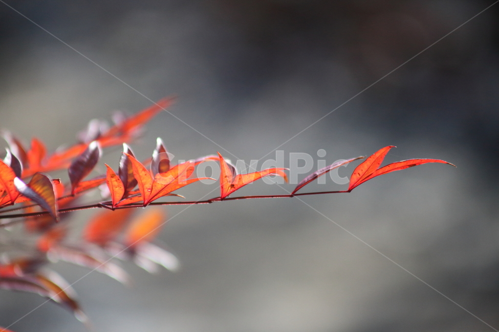 leaf,잎,plant,남천,단풍,식물,nandina,가을,계절,fall,autumn,season