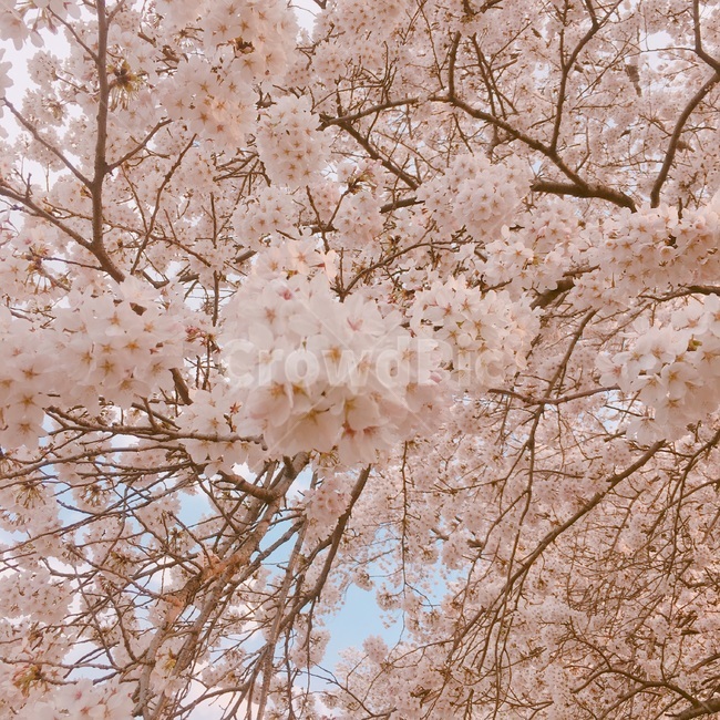 벚꽃,봄꽃,꽃,flower,경주벚꽃,연분홍색,봄날,식물,봄,계절