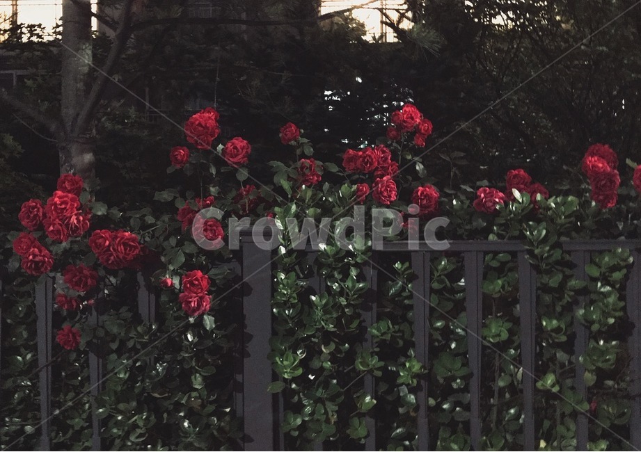 장미,넝쿨장미,로즈,담장,담,식물,자연,plants,nature,꽃,flower