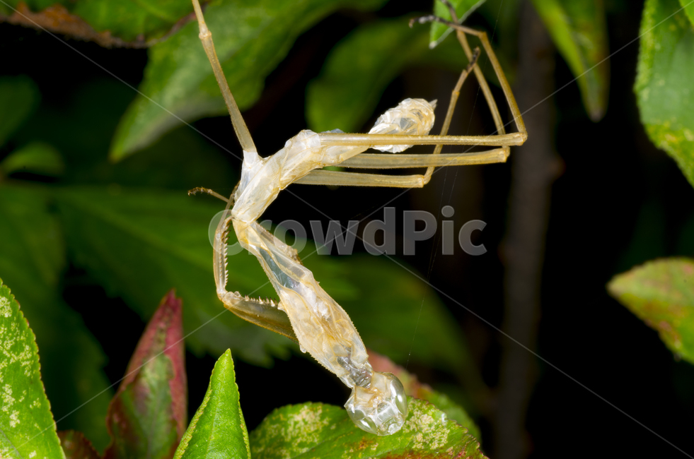 사마귀허물,허물,탈피,곤충,접사,가을곤충,여름곤충,여름,가을,곤충,벌레,insect,bug