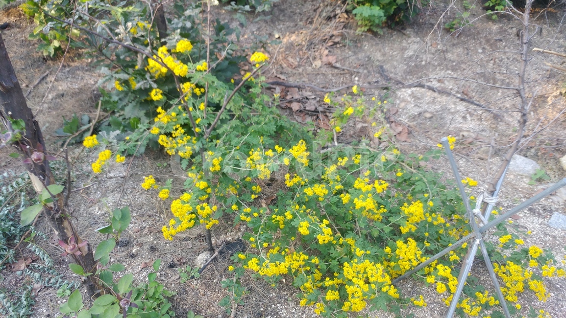 꽃,화초,식물,나무,국화,식물,자연,plants,nature,꽃,flower