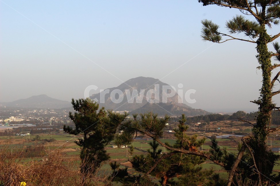 제주도,산방산,오름,산,화산,자연,풍경,nature,landscape,outdoors,옥외,tree,나무,plant,식물,fir,전나무
