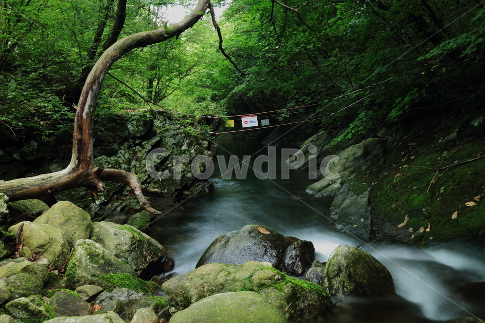 풍경,숲,물,계곡,산