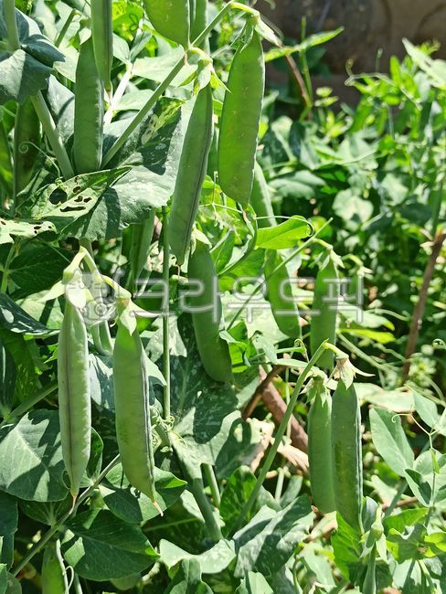 Pea cultivation,Pea farming,garden,crops,pea