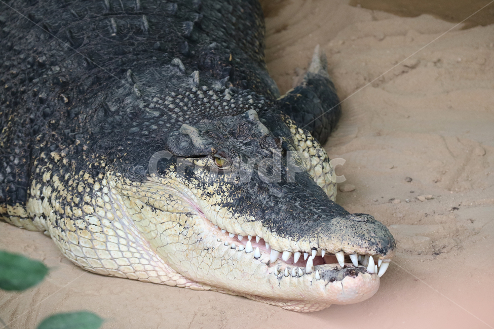 악어,동물,파충류,모래,치아,이빨,무서운,야생동물,모래밭,동물,animal,파충류,양서류,reptile,amphibian
