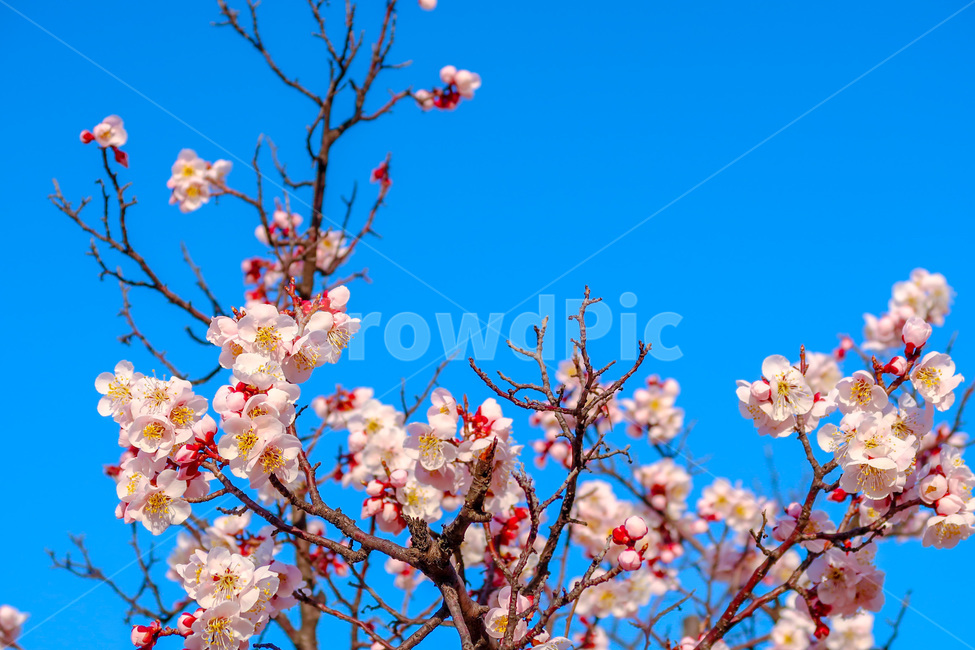 벚꽃나무,꽃,flower,tree,spring,cherryblossoms,식물,자연,plants,nature,꽃,flower